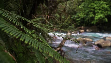 Mirando-Desde-El-Bosque-El-Agua-Turquesa-Que-Fluye-Alrededor-De-Unas-Rocas-Grandes