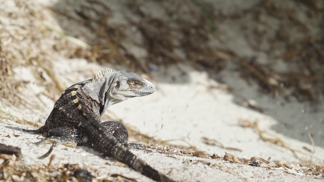Iguana Turning Around on Beach Sand