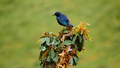 Cámara-Lenta:-Cape-Brillante-Estornino-Acicalarse,-Prepara-Plumas-Mientras-Se-Sienta-En-Lo-Alto-De-Un-árbol-Con-Hojas-Amarillas-Y-Verdes,-Enfoque-Superficial