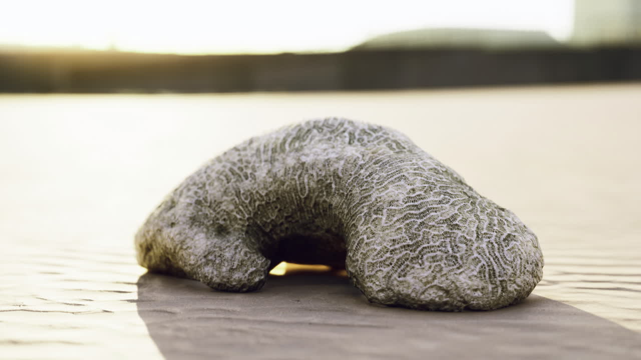 Unusual coral rock on sandy shore during golden hour of sunset