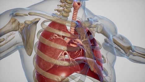 anatomical overview of the human respiratory system with detailed visualization of lungs, bronchi, and surrounding structures for educational purposes
