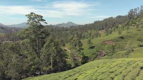 aerial 4k drone footage panning the beautiful landscape of a valley of the western ghats mountain range near the countryside tea plantation town of munnar, india
