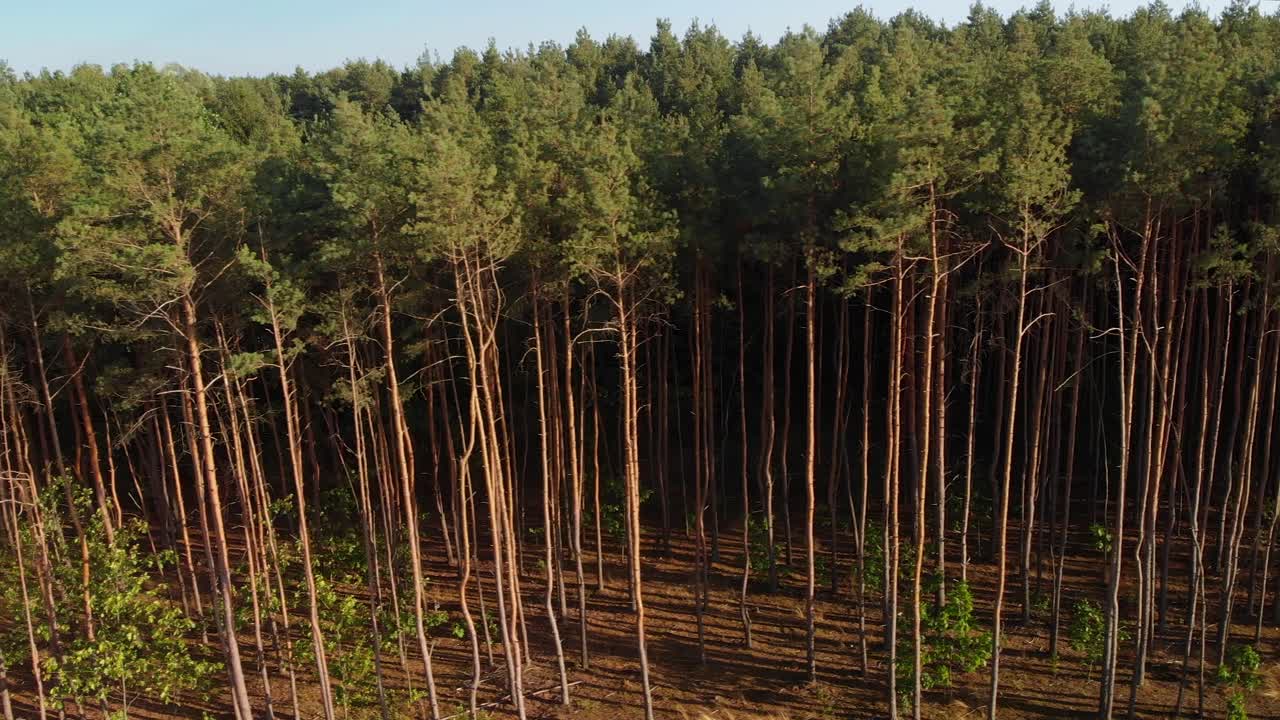 съемка соснового леса с длинными тенями и верхушками деревьев с воздуха.