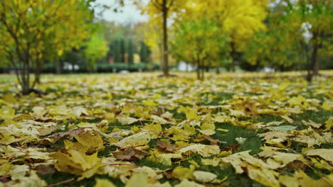 Golden-foliage-on-ground-in-park.-Autumn-park-covered-within-yellow-leaves.