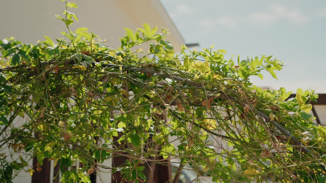 maracuja vine archway with green yellowing leaves over white building under partly cloudy sky in sunny garde