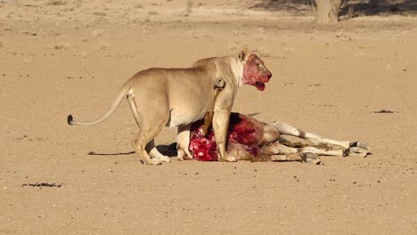 graphic: bloody african lion looks up from recently killed eland