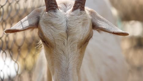 goat's face close-up with eyes blinking