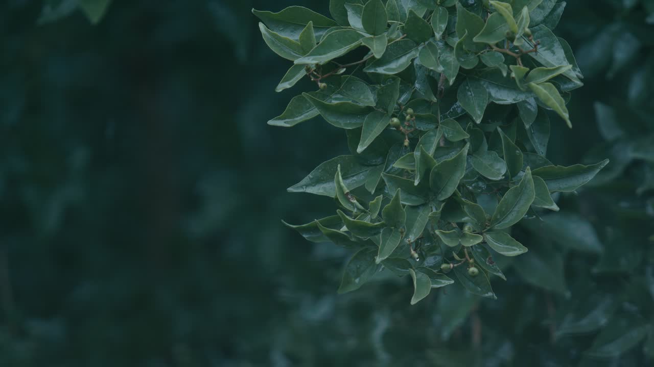 Monsoon brings heavy rainfall to India and Bangladesh