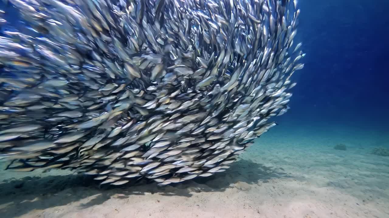 Underwater video of a swirling fish school, captured from a low-angle, showcasing dynamic movement