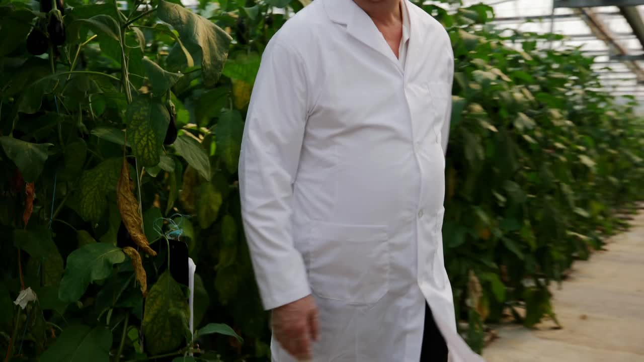 científico examinando las plantas en el invernadero 4k