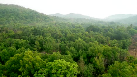 Vista-De-Pájaro-Del-Bosque-Verde-En-Konkan