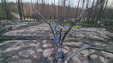 drone view entering forest wildfire aftermath in sudbury, ontario, canada