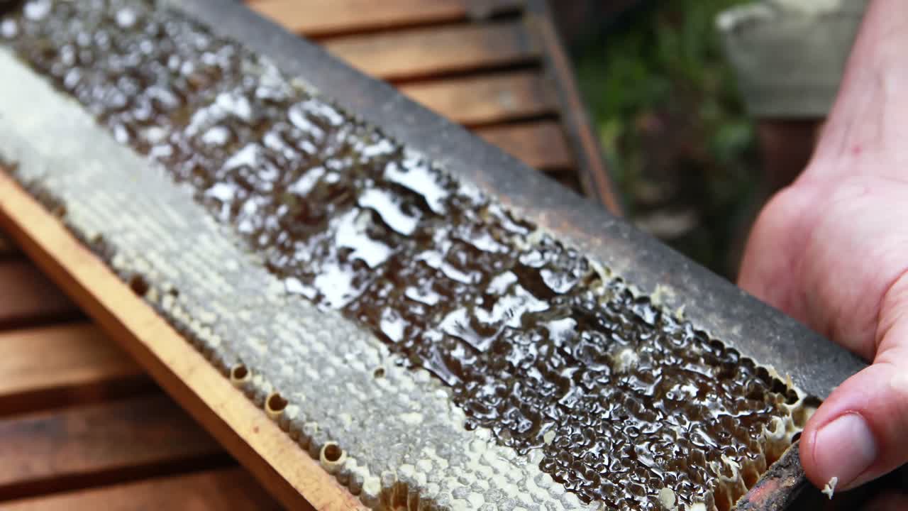 Beekeeper extracting honey from honeycomb in apiary