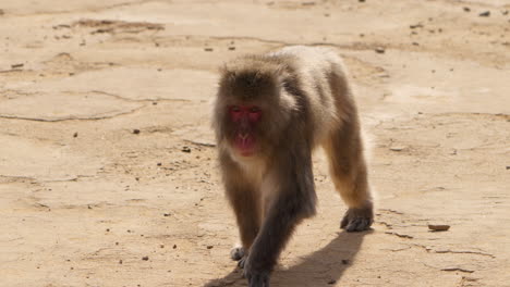 Wild-snow-monkey-looking-around-and-wandering-around-on-all-fours-in-an-open-space-on-a-sunny-day