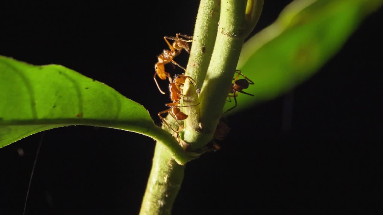 Close-up of leafcutter ants working on plant stem in rainforest, Tambopata, Peru