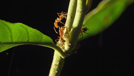 close-up of leafcutter ants working on plant stem in rainforest, tambopata, peru