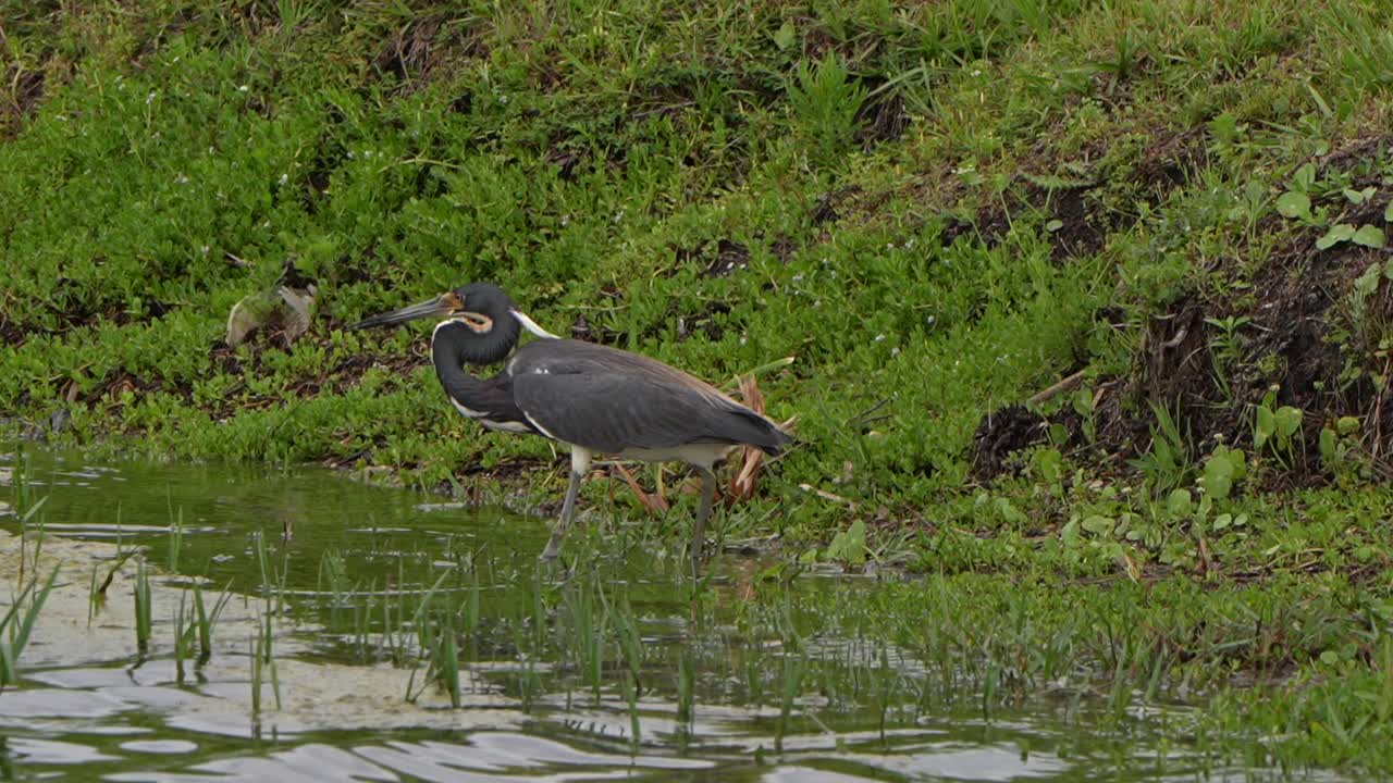 Tri-colored heron fishing by a lake in Florida catches a small fish