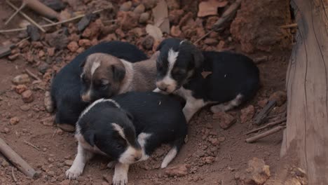 Cachorros-Jóvenes-Acurrucados-En-Un-Grupo