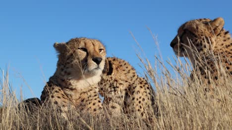 Small-coalition-of-Cheetahs-close-up-from-low-angle-against-blue-sky