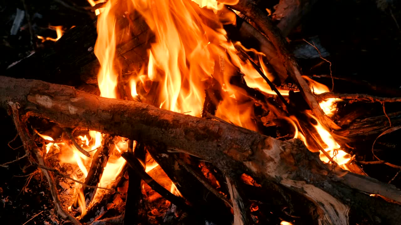 Burning bonfire of dry branches in the forest close-up.