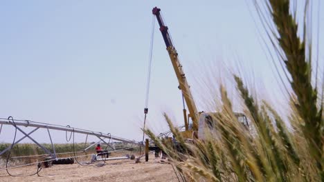 tiro de detrás de la planta de trigo de un sistema de riego de pivote central en pakistán