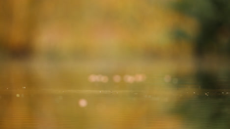 blue tits flying over water in autumn