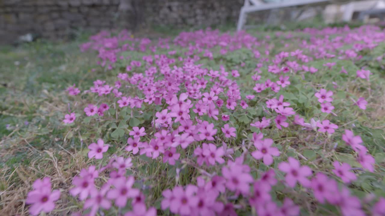 en medio de la exuberante hierba verde, florecen delicadas flores púrpuras, cuyos vibrantes tonos contrastan hermosamente con el paisaje circundante.