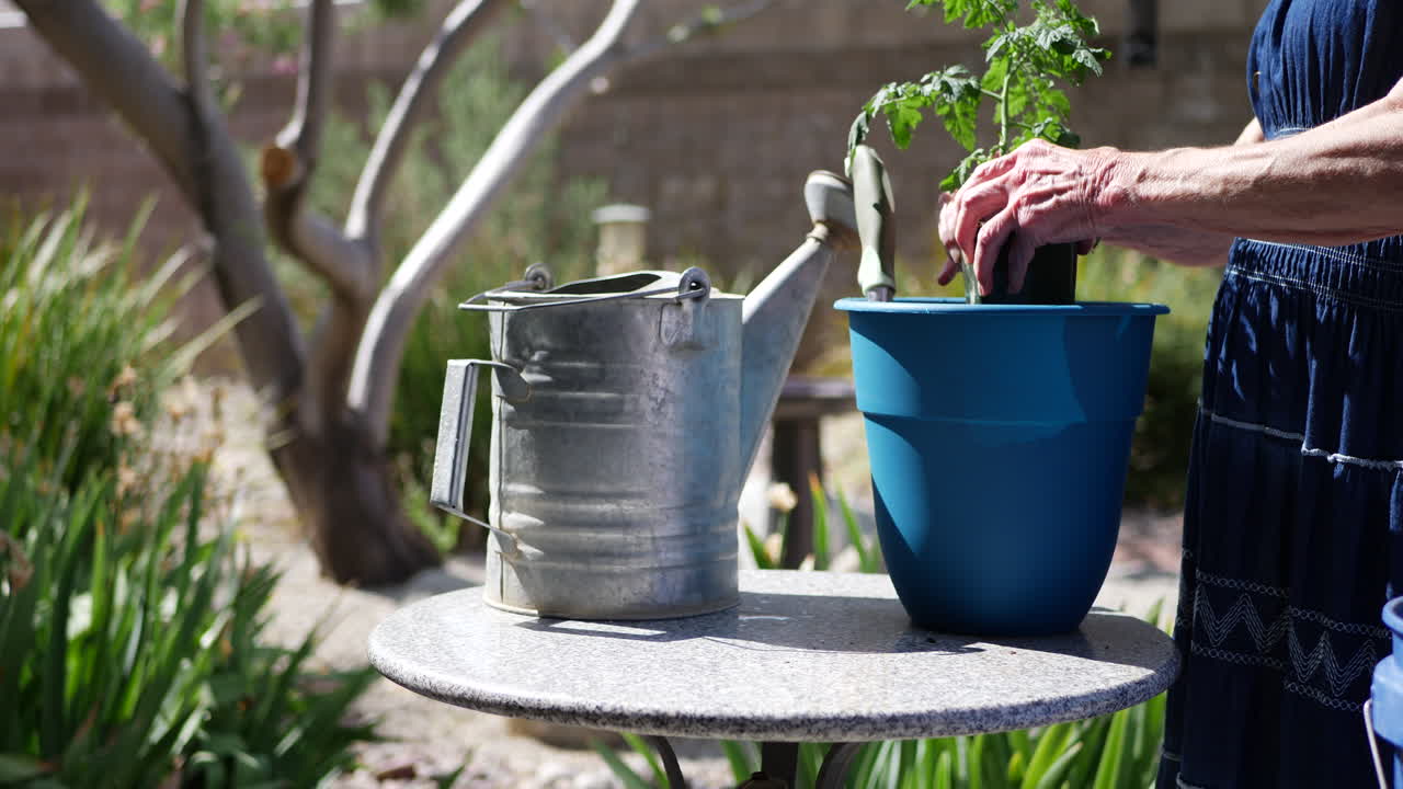 una mujer jardinera trasplantando una planta de tomate en el suelo con una paleta y una lata de agua para su huerto