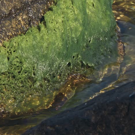 green seaweed on a rock