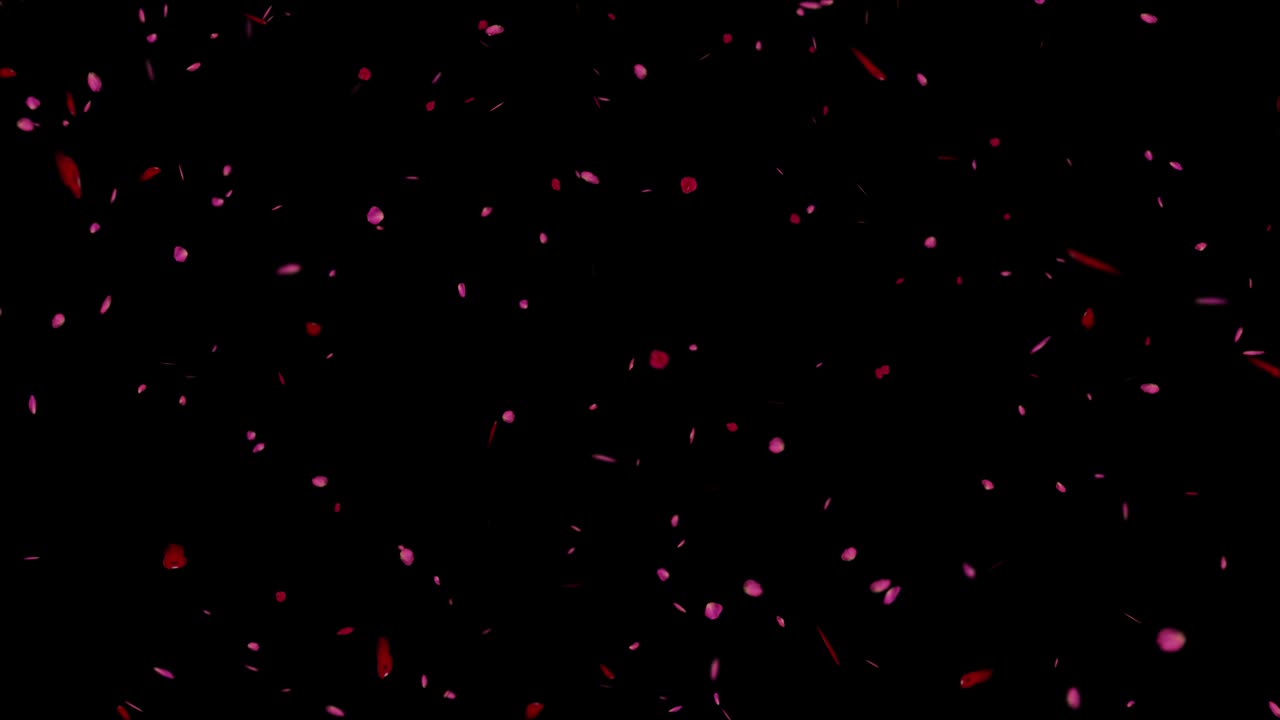 장미 꽃잎은 검은색과 녹색 화면에 루프 애니메이션