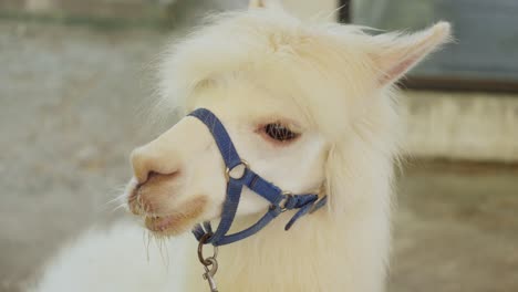 south american camelid mammal - alpaca - closeup shot