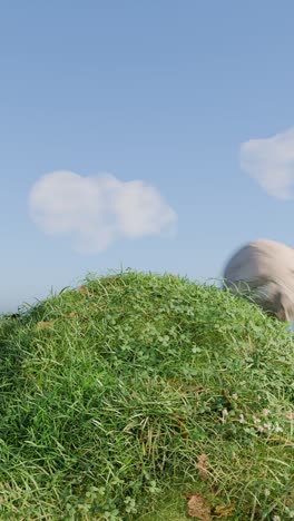 grass hill under a blue sky