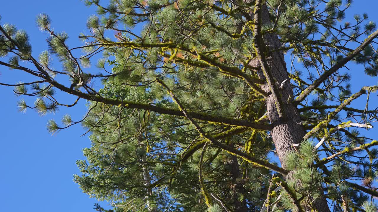 4K panning footage sweeps up a towering sugar pine in Yosemite, its flaky reddish bark and lime-green needles crisp against a blue sky