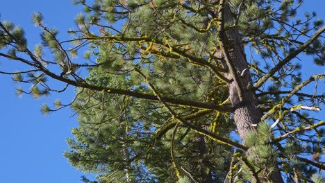 4k panning footage sweeps up a towering sugar pine in yosemite, its flaky reddish bark and lime-green needles crisp against a blue sky