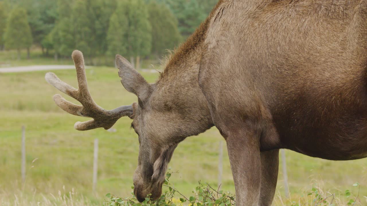 A moose with velvet antlers calmly eats vegetation in a lush, open meadow. Daylight provides soft, natural lighting. Camera remains steady in a medium side profile view