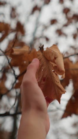 mano suave alcanzando hacia una hoja de otoño seca y crujiente en una rama de árbol, simbolizando la naturaleza transición delicada, la escena al aire libre serena captura la belleza del otoño con suaves tonos marrones