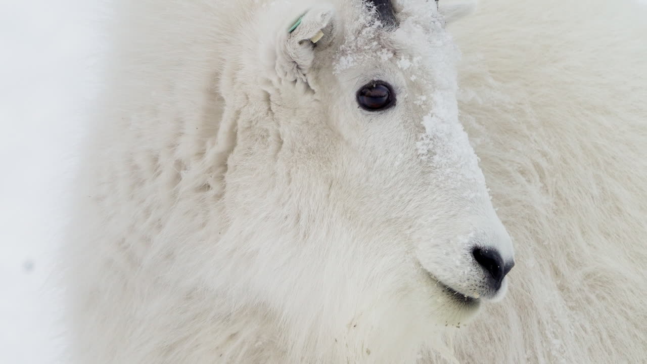 cabra de montaña de pie en una ladera nevada en yukon, canadá - de cerca