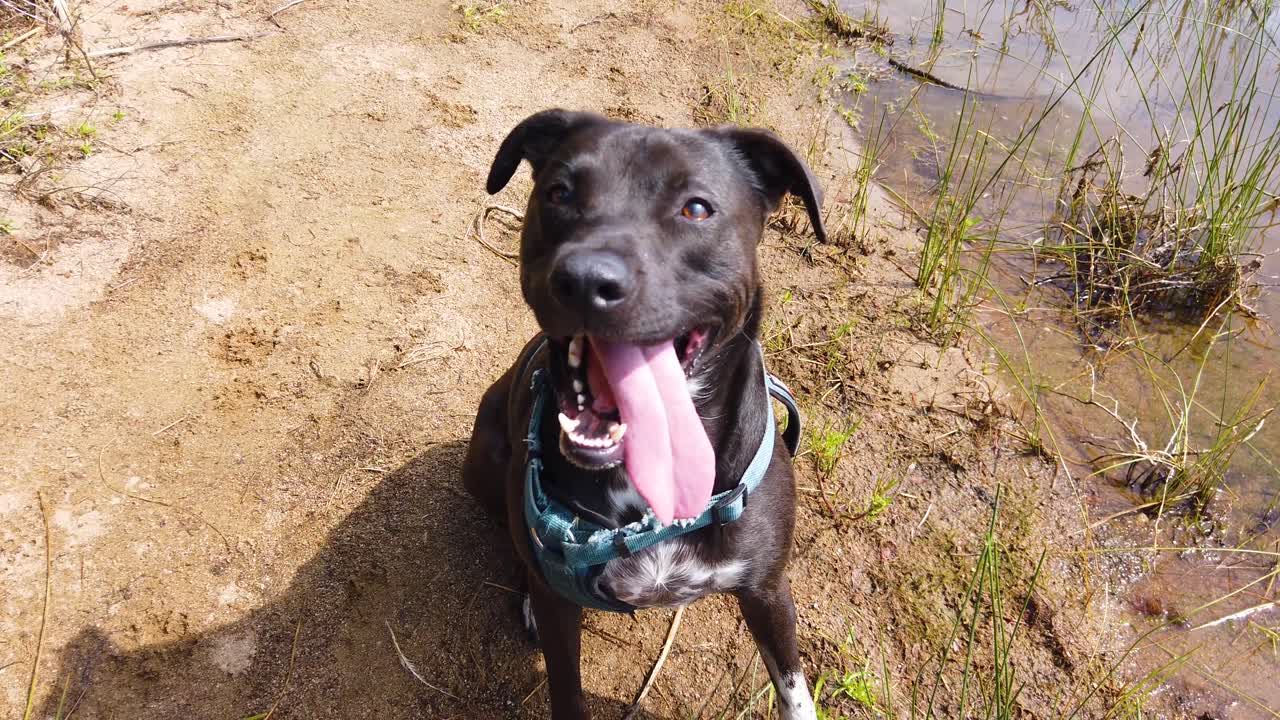 Close-up de um cão fofo, Pit Bull e Labrador Preto, com a língua gigante, ofegando e respirando em câmera lenta após um bom exercício
