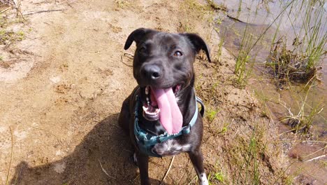 Close-Up-Of-A-Cute-Pit-Bull-Black-Lab-Dog-With-Ginat-Tongue-Panting-And-Breathing-In-Slow-Motion-After-A-Good-Exercise