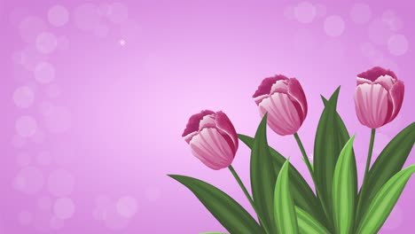 purple roses flowers decoration animation