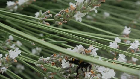 Hummel-Auf-Weißem-Lavendel,-Der-Sich-Von-Blume-Zu-Blume-Bewegt