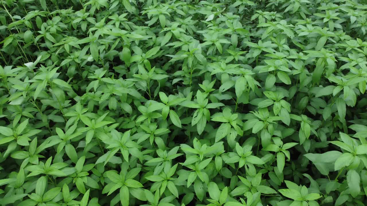 fotografía de un avión no tripulado del campo agrícola de arroz y yute de un pueblo remoto de bengala occidental