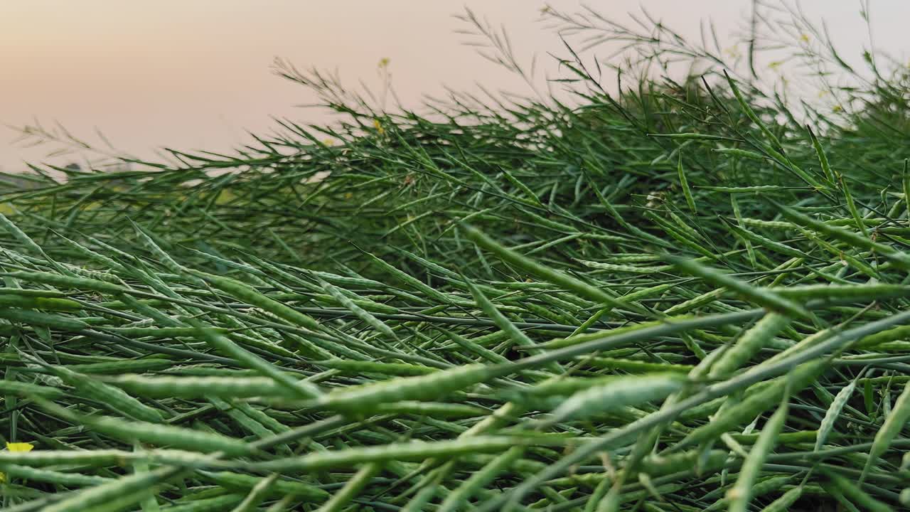 Kameran åker bakåt genom mogna senapsplantor, gröna frökapslar och tunna stjälkar som böjs samman, få gula blommor syns under varmt kvällsljus och en mjuk bris.