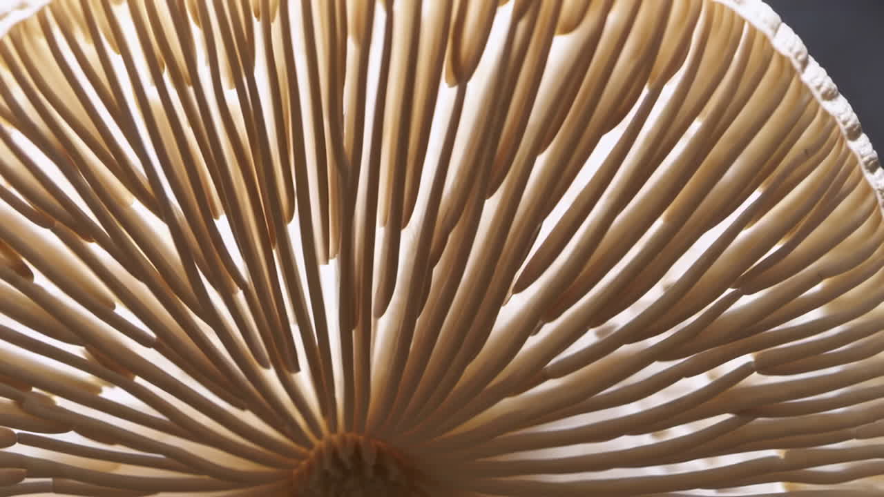 Underside of a Mushroom Cap with Illuminated Gills