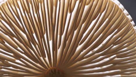 underside of a mushroom cap with illuminated gills