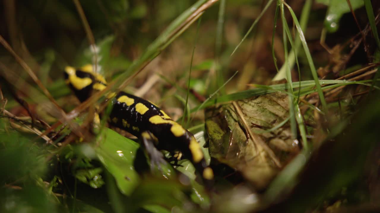검은색과 노란색의 살라만더는 밤에 혼자 움직입니다. 카메라 추적으로 느린 속도로