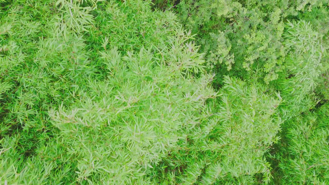 A thick bamboo forest filled with tall, swaying stalks and rich green foliage, showcasing a peaceful, natural environment rich in biodiversity and used for eco-friendly materials.