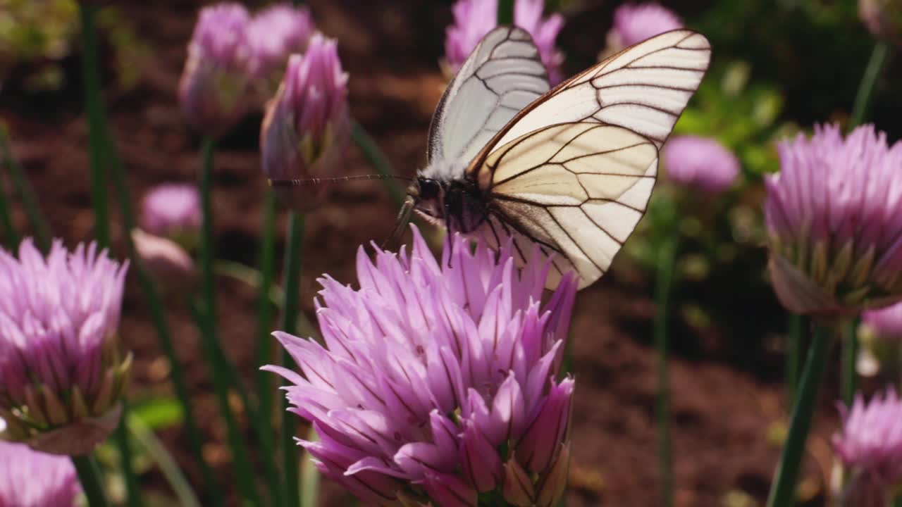 Farfalla bianca su fiori di erba cipollina