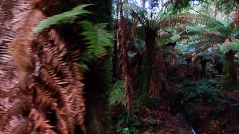 walking through lush, dense rainforest vegetation