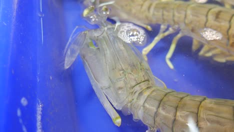 camarones mantis crudos y frescos en cubo de agua para la venta en el mercado de pescado de tailandia